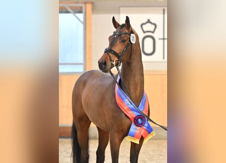 Hannoveriano, Semental, 7 años, 167 cm, Castaño