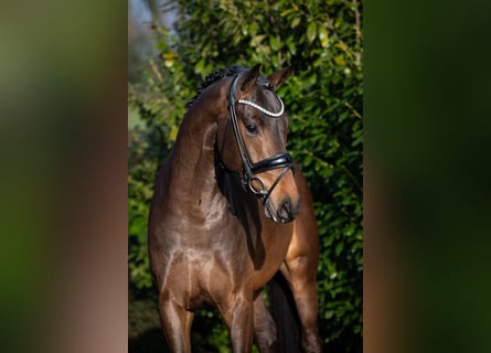 Hannoveriano, Semental, 3 años, 167 cm, Castaño oscuro