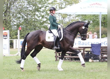 Hannoveriano, Semental, 18 años, 170 cm, Castaño oscuro