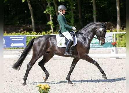 Hannoveriano, Semental, 8 años, 170 cm, Castaño oscuro