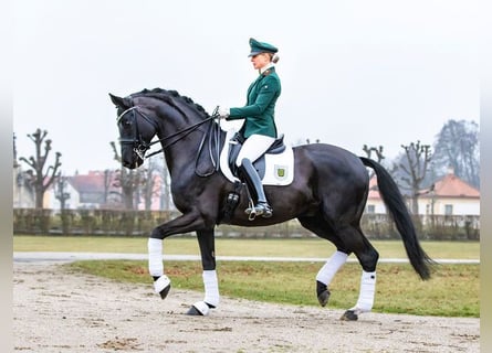 Hannoveriano, Semental, 18 años, 168 cm, Negro