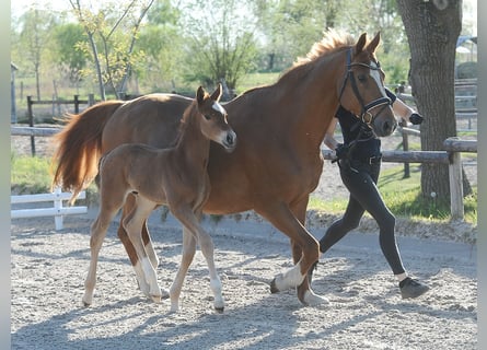 Hannoveriano, Semental, Potro (04/2026), 170 cm, Alazán-tostado