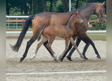Hannoveriano, Semental, Potro (05/2026), 170 cm, Castaño