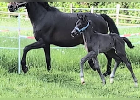 Hannoveriano, Semental, , 170 cm, Negro