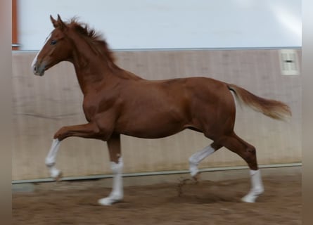 Hannoveriano, Semental, Potro (03/2026), 175 cm, Alazán