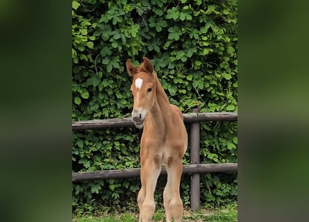 Hannoveriano, Semental, Potro (05/2026), Alazán