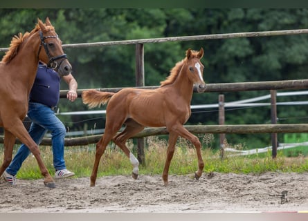 Hannoveriano, Semental, Potro (03/2026), Alazán