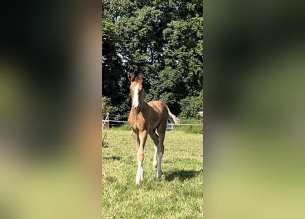 Hannoveriano, Semental, Potro (05/2024), Alazán-tostado