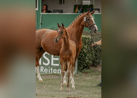 Hannoveriano, Semental, , Castaño