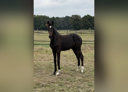 Hannoveriano, Semental, Potro (03/2025), Castaño oscuro
