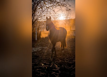 Hannoveriano, Yegua, 10 años, 178 cm, Negro