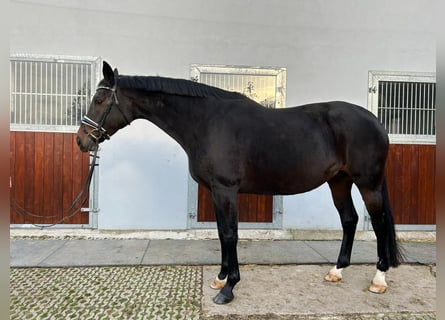 Hannoveriano, Yegua, 13 años, 164 cm, Castaño oscuro