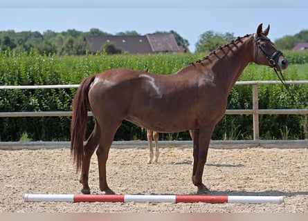 Hannoveriano, Yegua, 17 años, 165 cm, Alazán-tostado