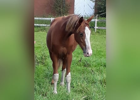 Hannoveriano, Yegua, 1 año, 163 cm, Alazán-tostado