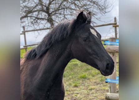 Hannoveriano, Yegua, 1 año, 164 cm, Castaño oscuro