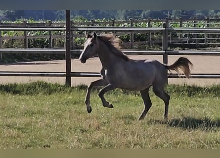 Hannoveriano, Yegua, 1 año, 165 cm, Musgo