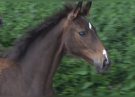 Hannoveriano, Yegua, 1 año, 168 cm, Castaño oscuro