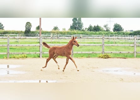 Hannoveriano, Yegua, 1 año, 173 cm, Alazán-tostado