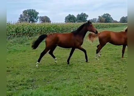 Hannoveriano, Yegua, 1 año, Castaño