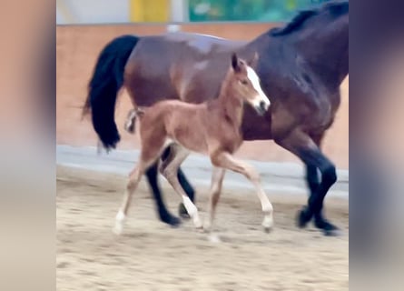 Hannoveriano, Yegua, 1 año, Castaño