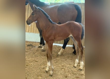 Hannoveriano, Yegua, 1 año, Castaño