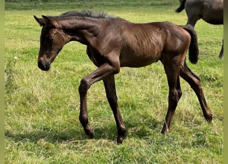 Hannoveriano, Yegua, 1 año, Morcillo