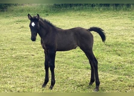 Hannoveriano, Yegua, 1 año, Musgo