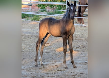 Hannoveriano, Yegua, 1 año, Negro