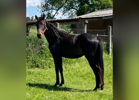 Hannoveriano, Yegua, 2 años, 170 cm, Morcillo