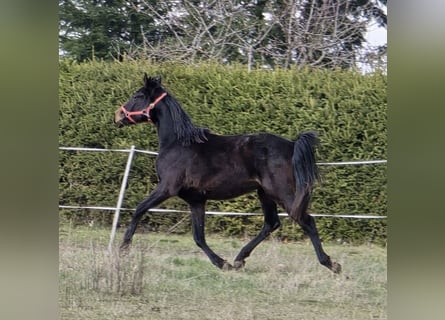 Hannoveriano, Yegua, 2 años, 170 cm, Morcillo