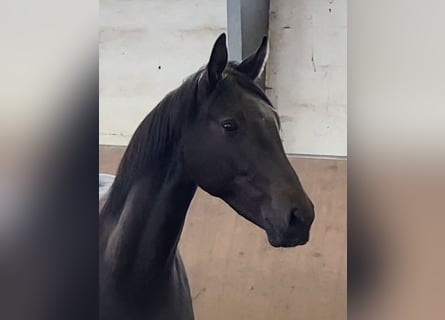 Hannoveriano, Yegua, 2 años, 170 cm, Negro