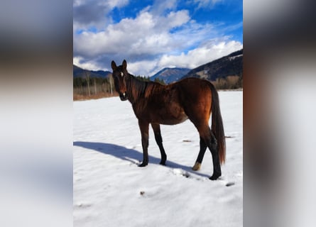 Hannoveriano, Yegua, 2 años, Castaño oscuro