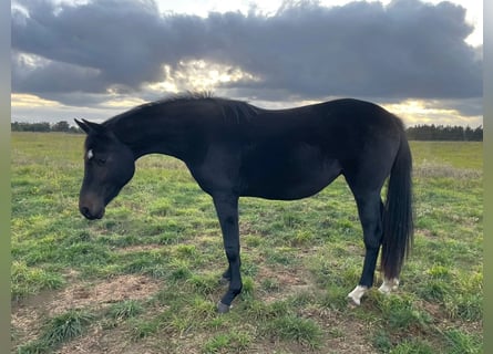 Hannoveriano, Yegua, 2 años, Negro