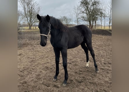 Hannoveriano, Yegua, 2 años, Negro