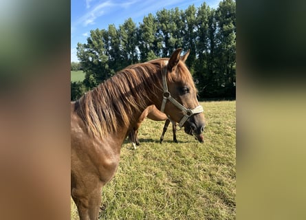 Hannoveriano, Yegua, 3 años, 160 cm, Alazán-tostado