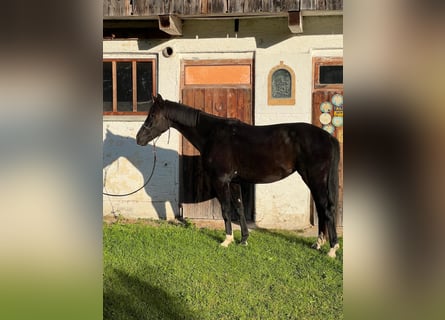 Hannoveriano, Yegua, 3 años, 162 cm, Negro