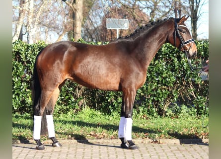 Hannoveriano, Yegua, 3 años, 163 cm, Castaño