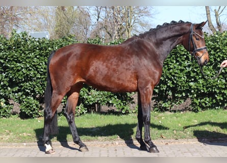 Hannoveriano, Yegua, 3 años, 164 cm, Castaño