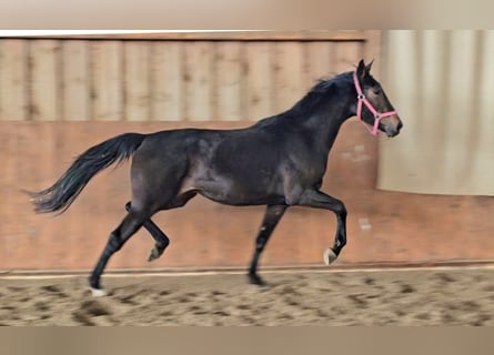 Hannoveriano, Yegua, 3 años, 164 cm, Castaño oscuro