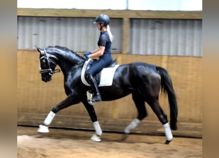 Hannoveriano, Yegua, 3 años, 164 cm, Negro