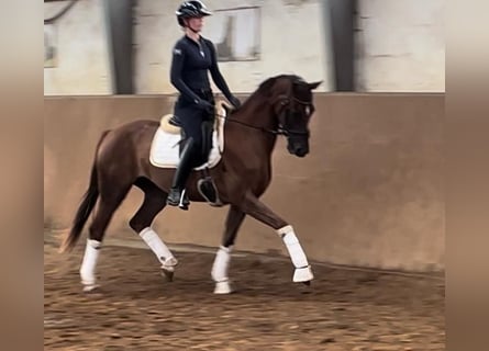 Hannoveriano, Yegua, 3 años, 165 cm, Alazán-tostado