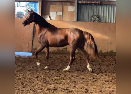 Hannoveriano, Yegua, 3 años, 165 cm, Alazán-tostado