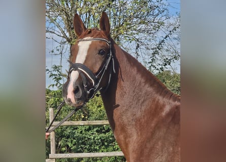 Hannoveriano, Yegua, 3 años, 165 cm, Alazán-tostado