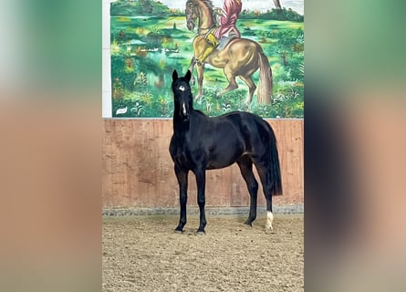 Hannoveriano, Yegua, 3 años, 165 cm, Castaño oscuro