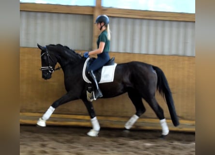 Hannoveriano, Yegua, 3 años, 165 cm, Negro