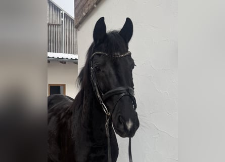 Hannoveriano, Yegua, 3 años, 166 cm, Negro