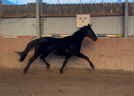 Hannoveriano, Yegua, 3 años, 167 cm, Negro