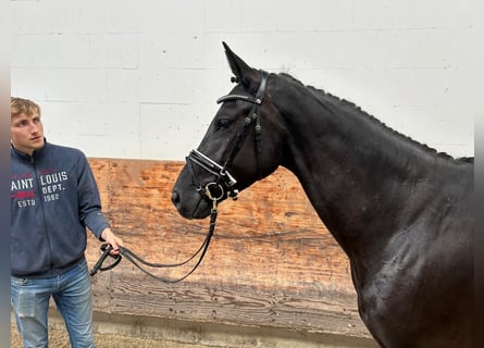 Hannoveriano, Yegua, 3 años, 167 cm, Negro