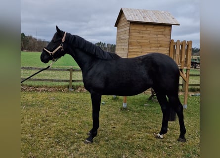 Hannoveriano, Yegua, 3 años, 167 cm, Negro