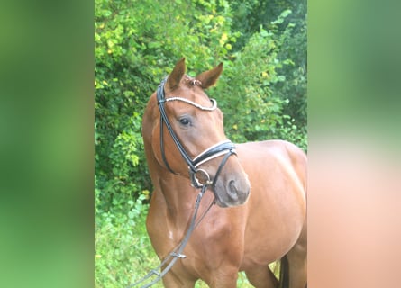 Hannoveriano, Yegua, 3 años, 168 cm, Alazán-tostado